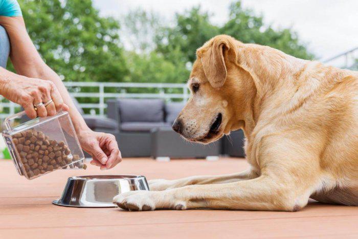 Hundefutter