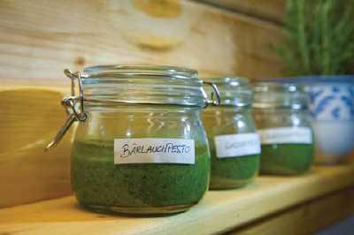 Kräuterpesto Rezept nach dem issgesund-Rezept