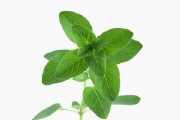 Oregano