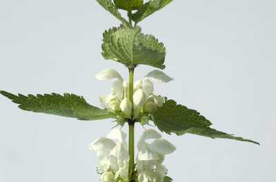Weisse Taubnessel