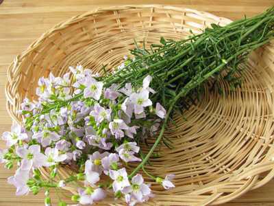 Wiesenschaumkraut