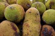 Jackfrucht