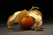 Physalis